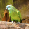 Blue Fronted Amazon