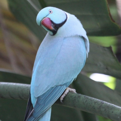 blue indian ring neck