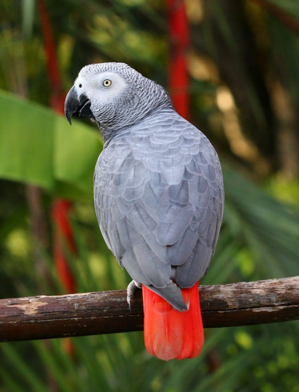 congo-gray-parrot