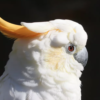 Citron-Crested Cockatoo