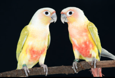 Dilute Green-cheek Conures
