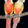 Pineapple Green-cheeked Conures