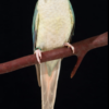 Turquoise Pineapple Green-cheeked Conure