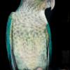 Turquoise Yellow-sided Green-cheek Conure