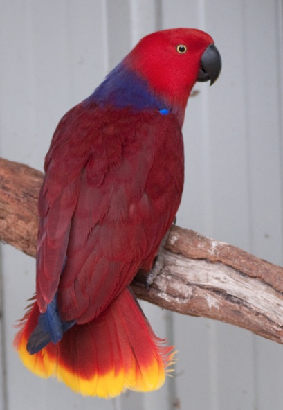 Grand Eclectus Parrot