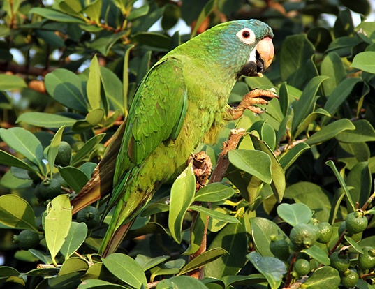 blue-crowned conure