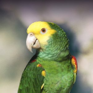 double-yellow-headed-amazon-parrot