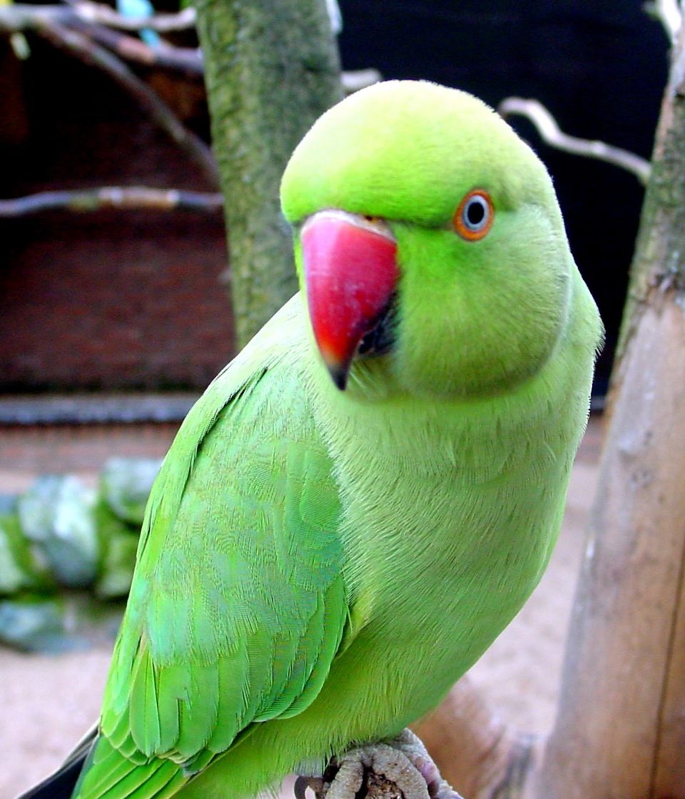 Green Indian Ring Neck