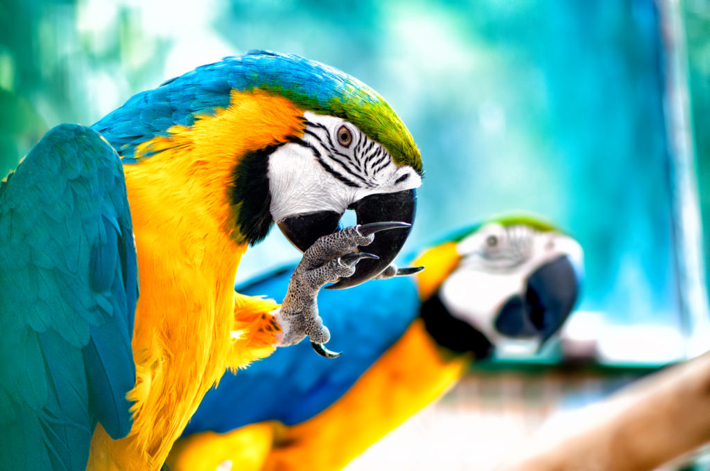 pair of Macaw parrots in the wild with tropical jungle background