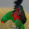 Red-sided Eclectus