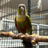 Voren Conure -7374